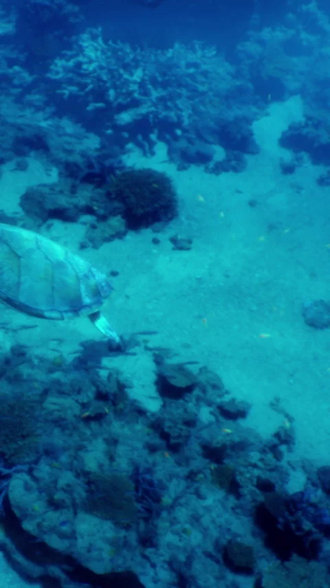 Turtle swimming in coral reef at a depth in clear blue water Stock Footage 339504991