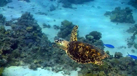 Turtle swimming in coral reef Stock Footage 7731097
