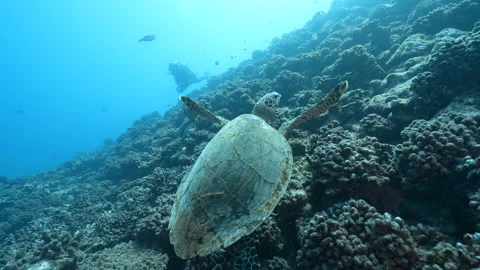 Turtle swimming with diver Stock Footage 301147006