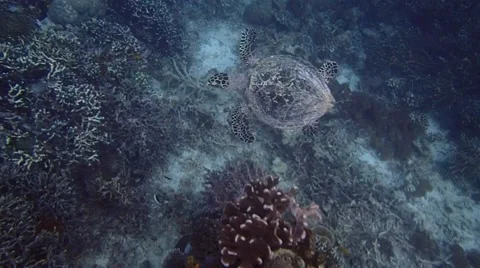 Turtle swimming with diver , over corals in ocean Stock Footage 63449290