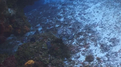 Turtle swimming with divers Видео 8601080