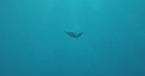Turtle Swimming Down to Reef Stock Footage 280101717