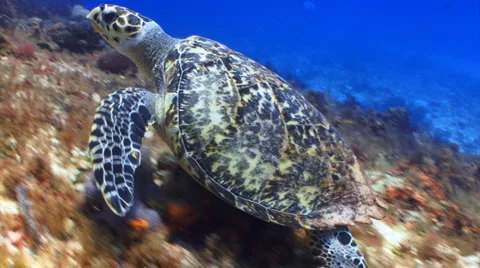 Turtle swimming fast  Stock Footage 1068253