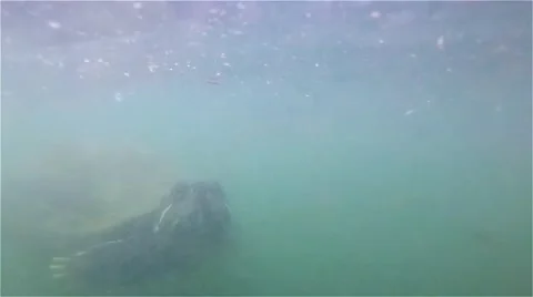 Turtle swimming - Fast Video stock 65063095