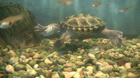 Turtle swimming with fish  Stock Footage 277359