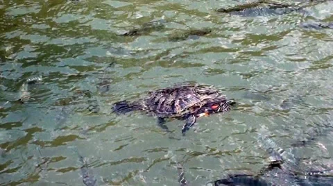 A turtle swimming with fish in a pond Stock Footage 8522473