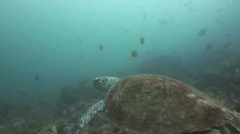 Turtle Swimming Stock Footage