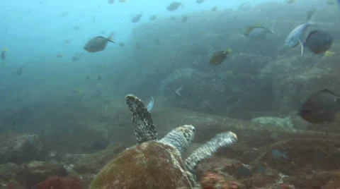 Turtle Swimming Stock Footage 278418