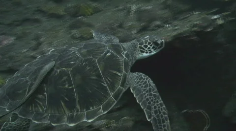 Turtle Swimming Stock Footage 307134