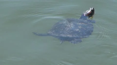 Turtle swimming Vídeos de archivo 8861151