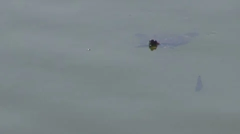 Turtle swimming Vidéo 8861154