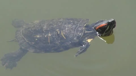 Turtle swimming Vídeo Stock 8861158