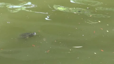 Turtle swimming Stock-Footage 8861159
