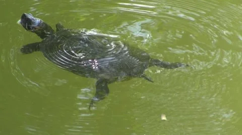 Turtle swimming Vidéo 8861190