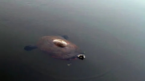 Turtle Swimming Stock Footage 41432515
