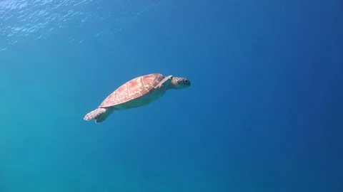 Turtle swimming up Stock Footage 77189597