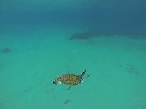 Turtle Swimming Stock Footage 103188523
