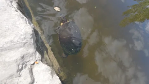 Turtle Swimming 스톡 동영상 159556368
