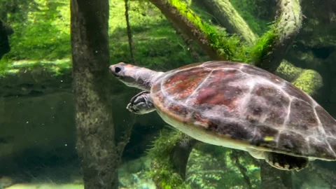 Turtle Swimming Stock Footage 177233397