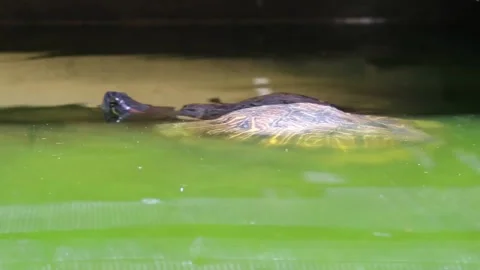 Turtle swimming Stock Footage 211088669