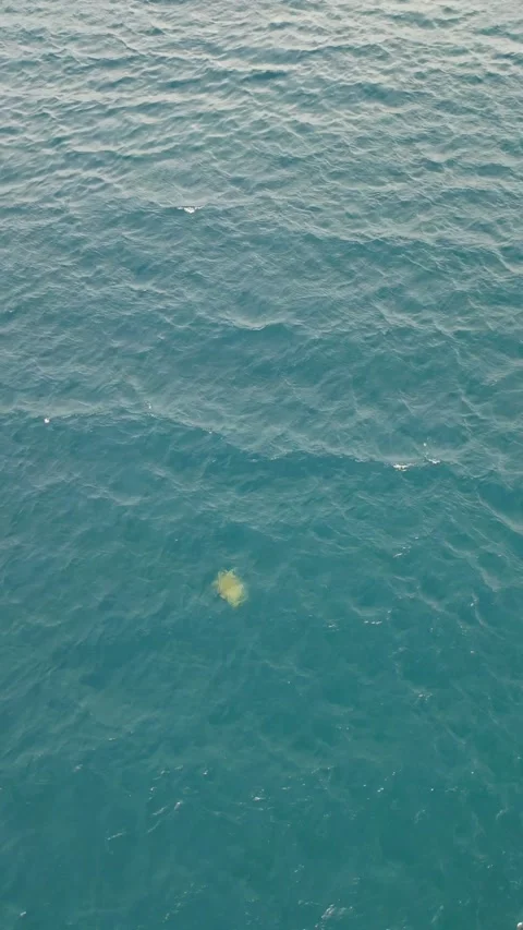 Turtle swimming 스톡 동영상 240094504