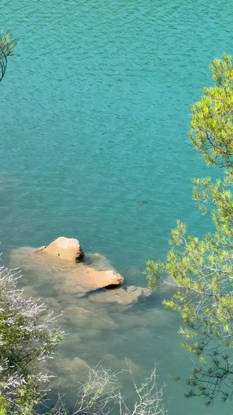 Turtle is swimming Stock Footage 312529331