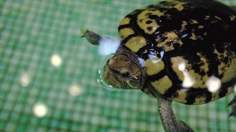 Turtle swimming in the green pool full of water Stock Footage 94144172