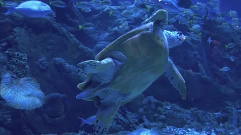 Turtle Swimming Inside Aquarium Vidéo 342616688