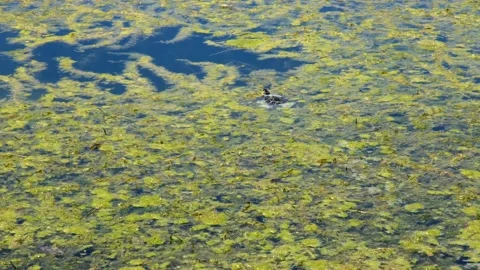 Turtle swimming inside the lake of sinizzo abruzzo Stock Footage 157899877