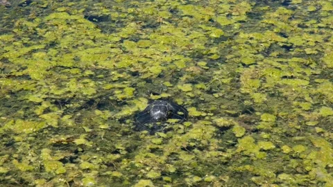 Turtle swimming inside the lake of sinizzo abruzzo Stock Footage 157899947