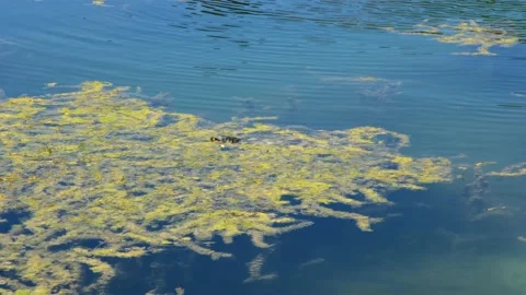 Turtle swimming inside the lake of sinizzo abruzzo Stock-Footage 157899987