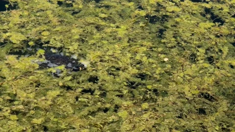 Turtle swimming inside the lake of sinizzo abruzzo Stock Footage 157900003