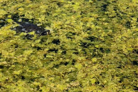 Turtle swimming inside a pond Stock Photos