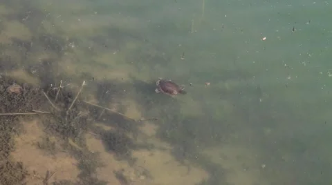 Turtle swimming in lake Stock Footage 5162943