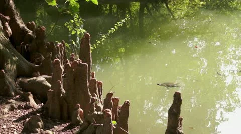 Turtle swimming in a lake Stock Footage 20441835