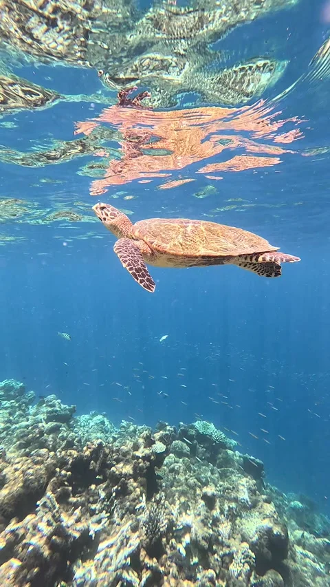 Turtle swimming in Maldives Stock Footage 327395800