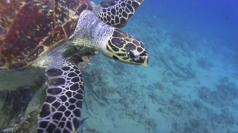 Turtle swimming near the reck. Stock Footage 78209936