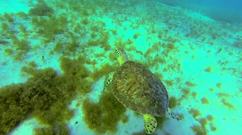 Turtle Swimming off ocean floor Stock Footage 42458568