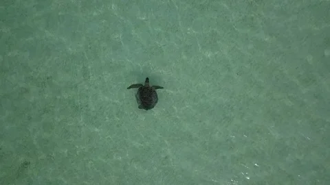 Turtle swimming in the ocean Stockbeeldmateriaal 218280265