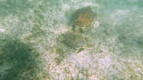 Turtle swimming in the ocean Stock Footage 230183213