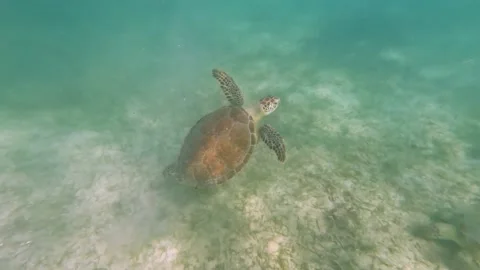 Turtle swimming in the ocean Stock Footage 230183293