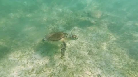 Turtle swimming in the ocean Stock Footage 230183333
