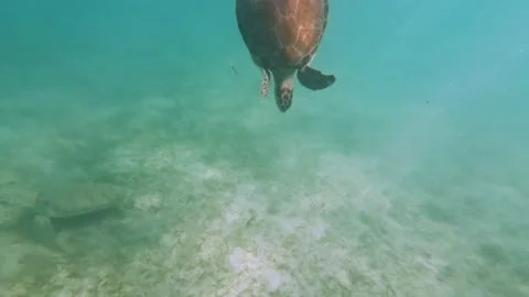 Turtle swimming in the ocean Vídeo Stock 230183335