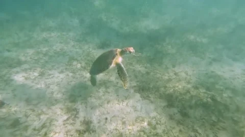 Turtle swimming in the ocean Stock Footage 230183820
