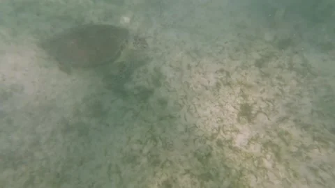 Turtle swimming in the ocean Stock Footage 230184025