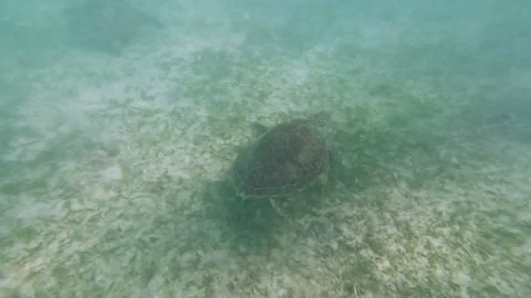 Turtle swimming in the ocean Stock Footage 230184405
