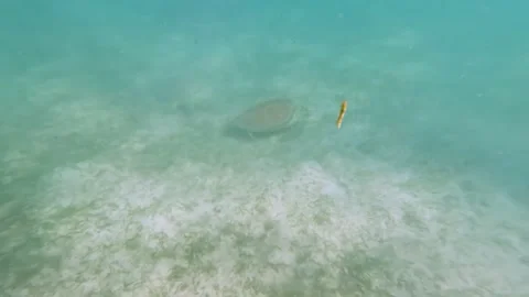 Turtle swimming in the ocean Stock Footage 230184632