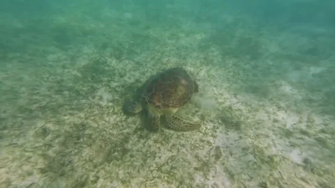 Turtle swimming in the ocean Stock Footage 230184654