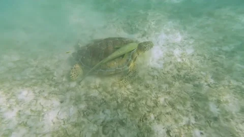 Turtle swimming in the ocean Stock Footage 230184896