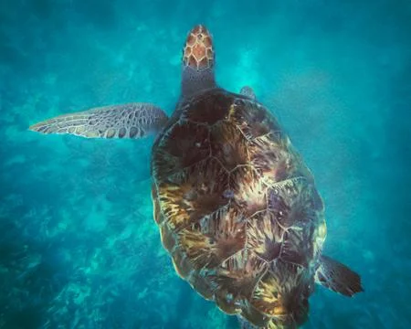 A turtle swimming in the ocean Stock Photos